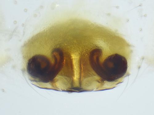 Monocephalus fuscipes